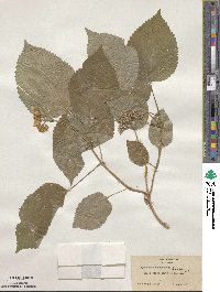 Hydrangea anomala image