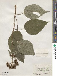 Hydrangea anomala image