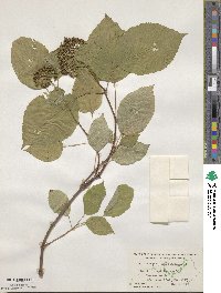 Hydrangea anomala image