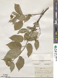 Hydrangea anomala image