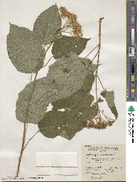 Hydrangea anomala image