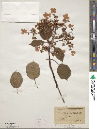 Hydrangea anomala image