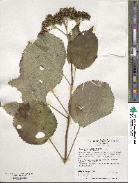 Hydrangea arborescens image