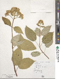 Hydrangea arborescens image