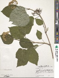 Hydrangea arborescens image