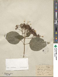 Hydrangea arborescens image