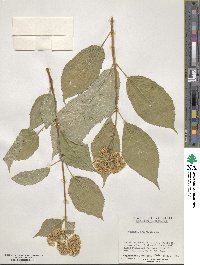 Hydrangea arborescens image