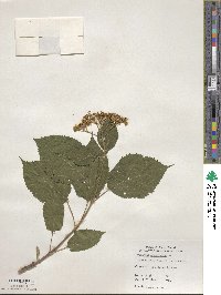 Hydrangea arborescens image