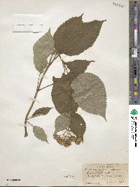 Hydrangea arborescens image