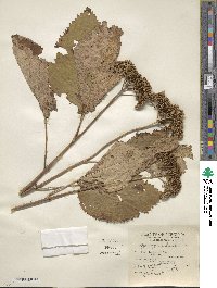 Hydrangea arborescens image