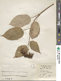 Hydrangea arborescens image