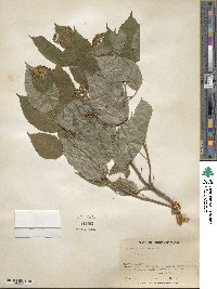 Hydrangea arborescens image