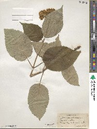 Hydrangea arborescens image