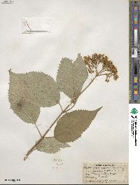 Hydrangea arborescens image