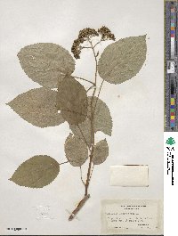 Hydrangea arborescens image