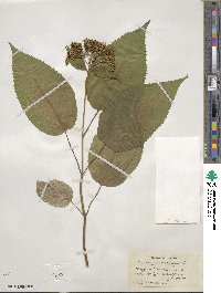 Hydrangea arborescens image