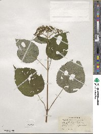 Hydrangea arborescens image