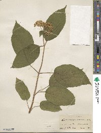 Hydrangea arborescens image