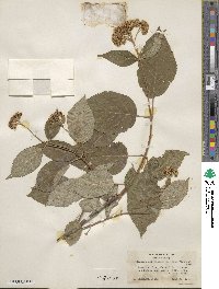 Hydrangea arborescens image