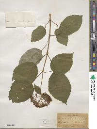 Hydrangea arborescens image