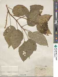 Hydrangea arborescens image