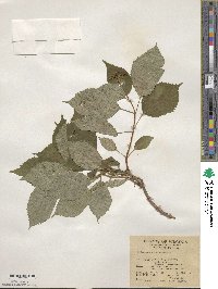 Hydrangea arborescens image