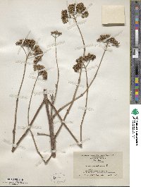 Hydrangea arborescens image