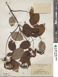 Hydrangea arborescens image