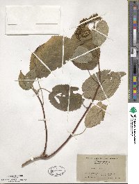 Hydrangea arborescens image