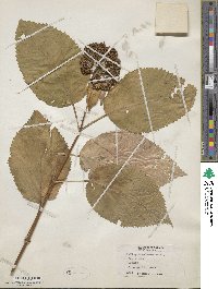 Hydrangea arborescens image