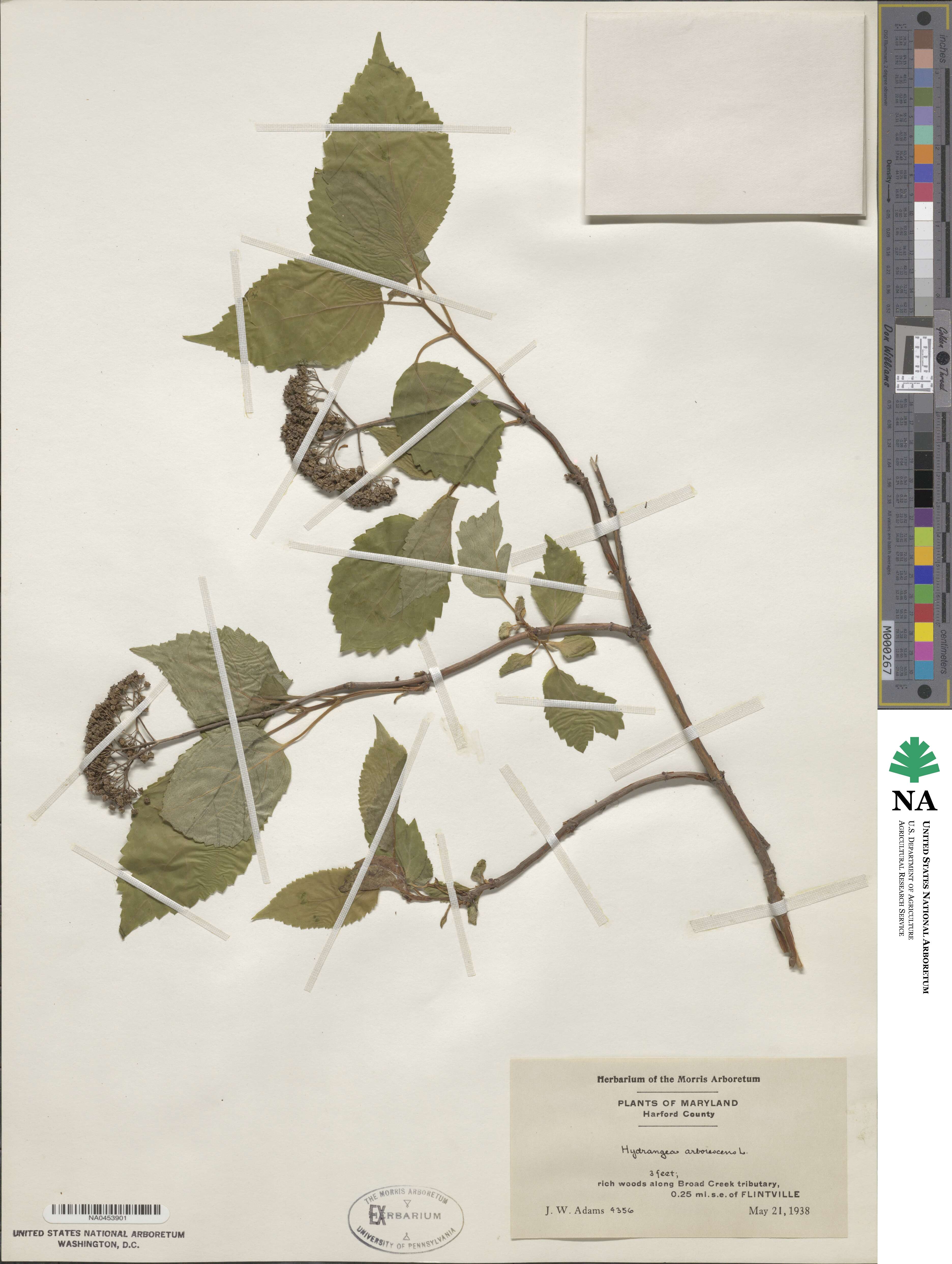 Hydrangea arborescens image