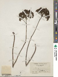 Hydrangea arborescens image