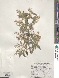 Deutzia schneideriana image