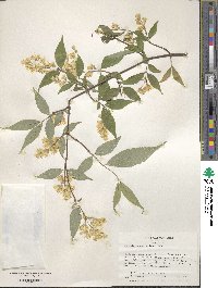 Deutzia schneideriana image