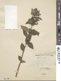 Deutzia scabra var. sieboldiana image