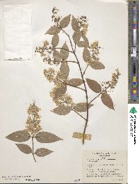 Deutzia taiwanensis image