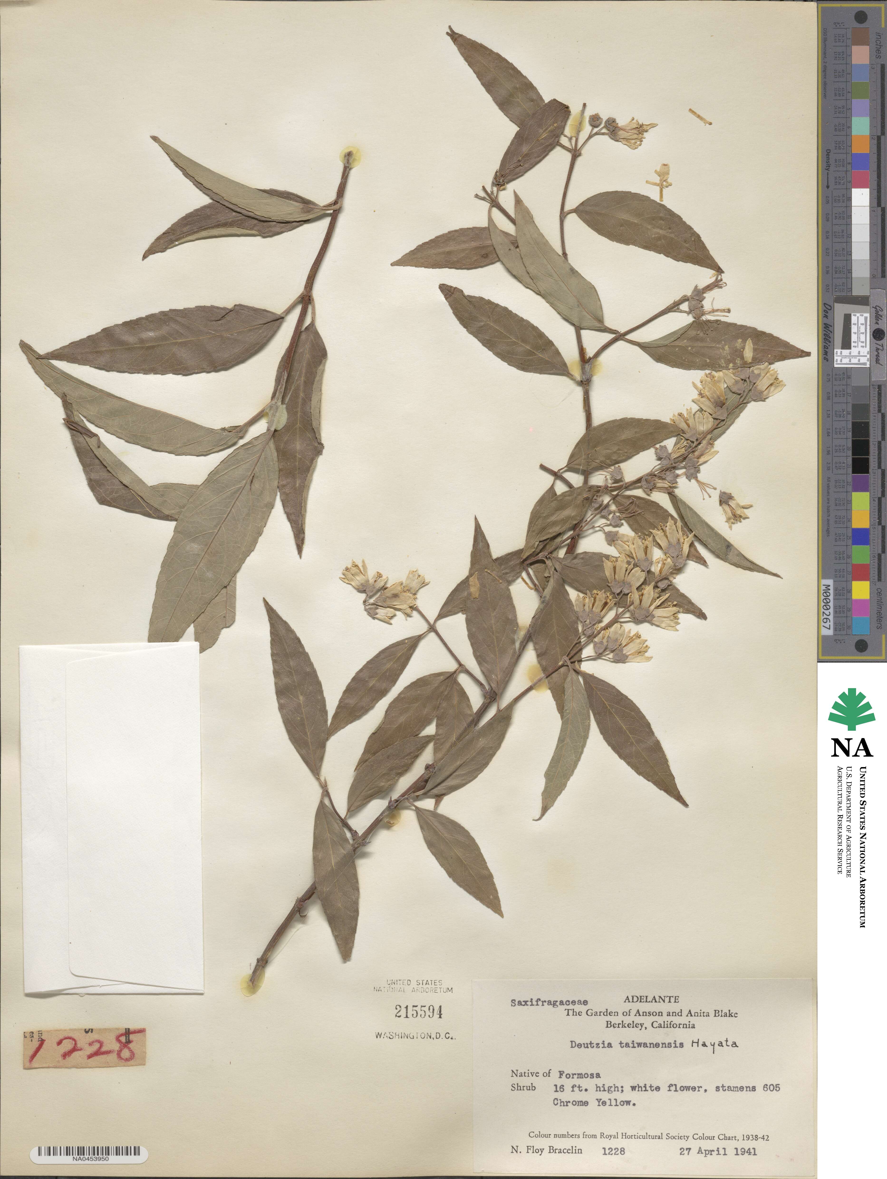 Deutzia taiwanensis image