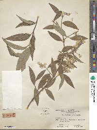 Deutzia taiwanensis image