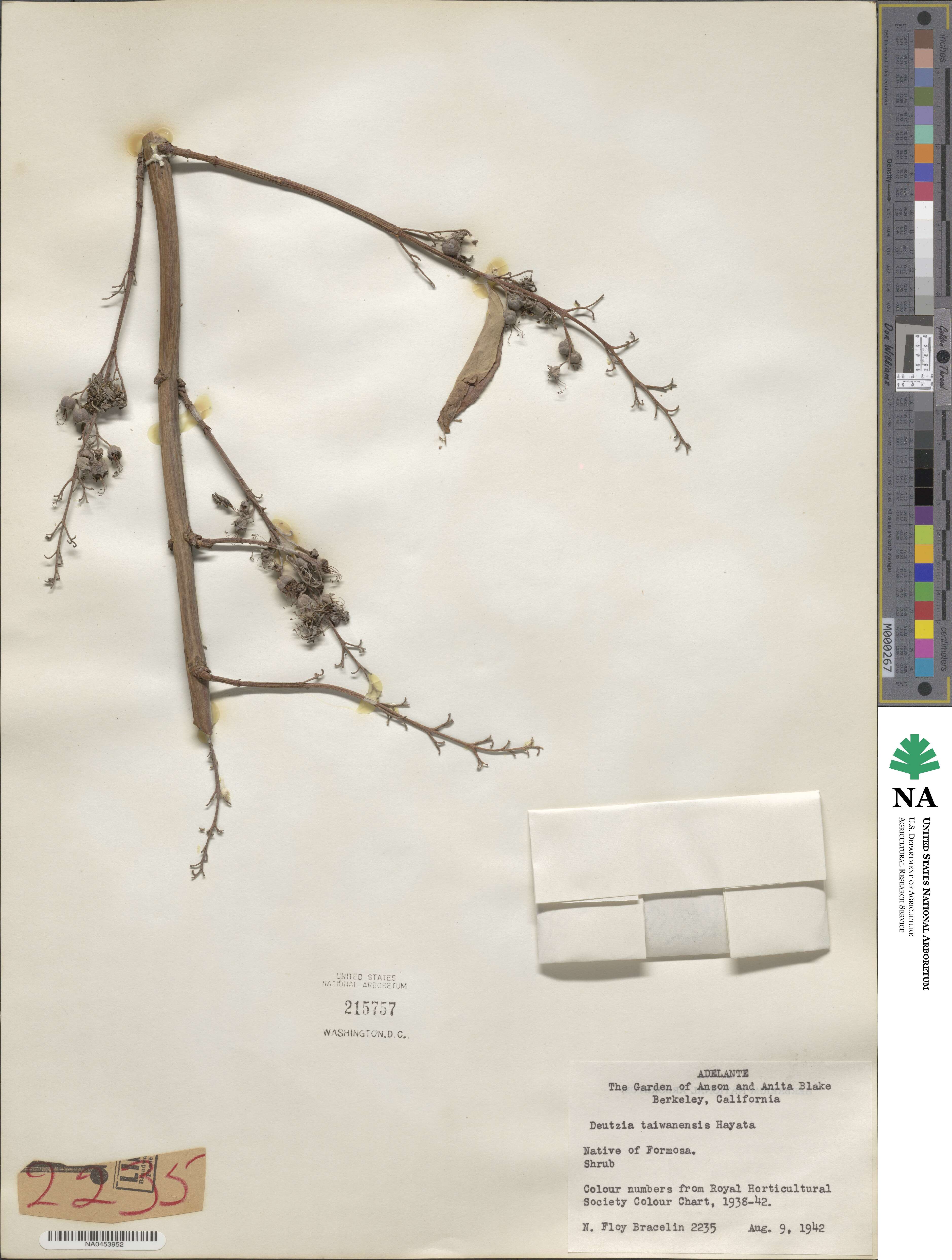 Deutzia taiwanensis image