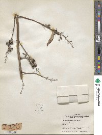 Deutzia taiwanensis image