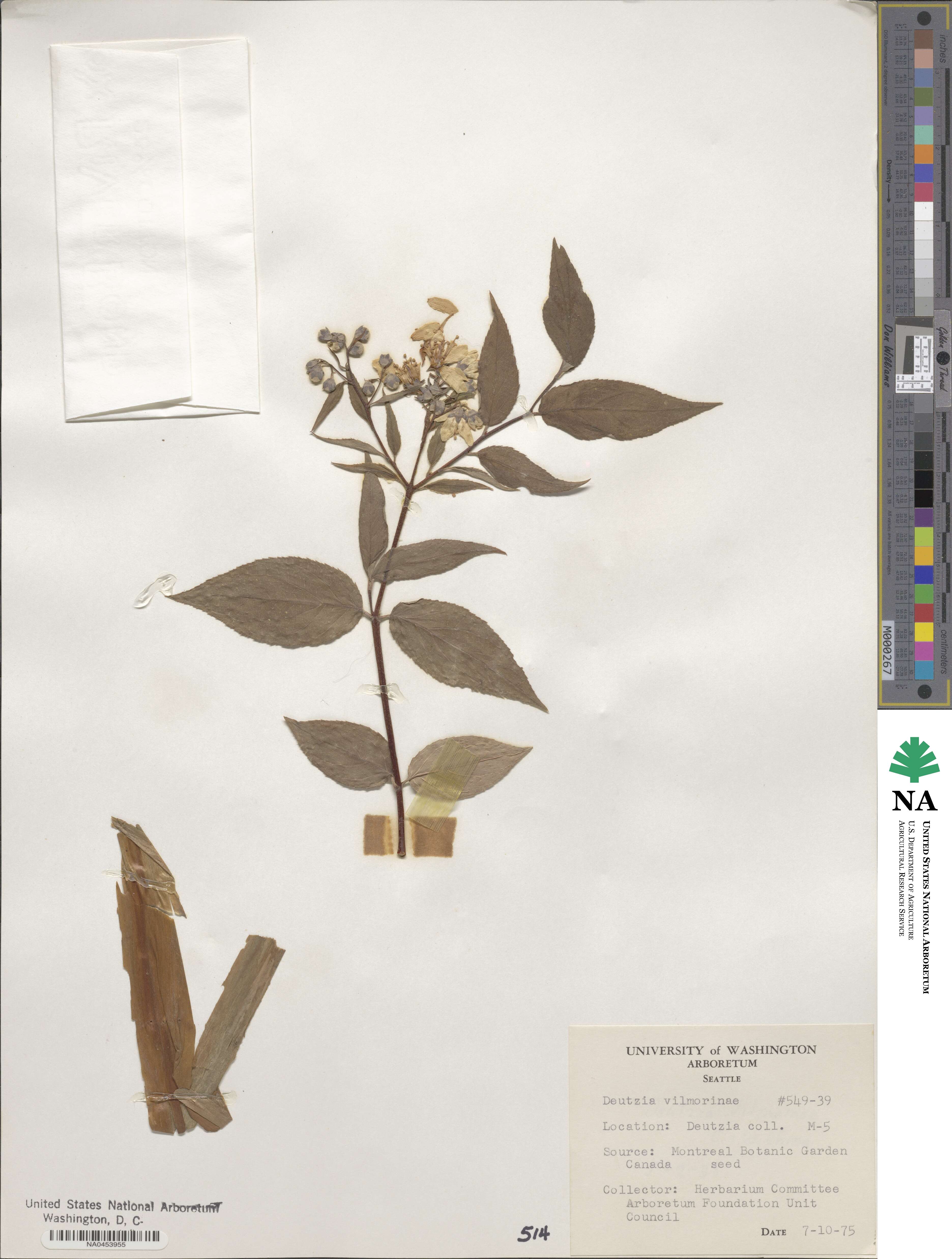 Deutzia discolor image