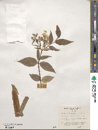 Deutzia discolor image