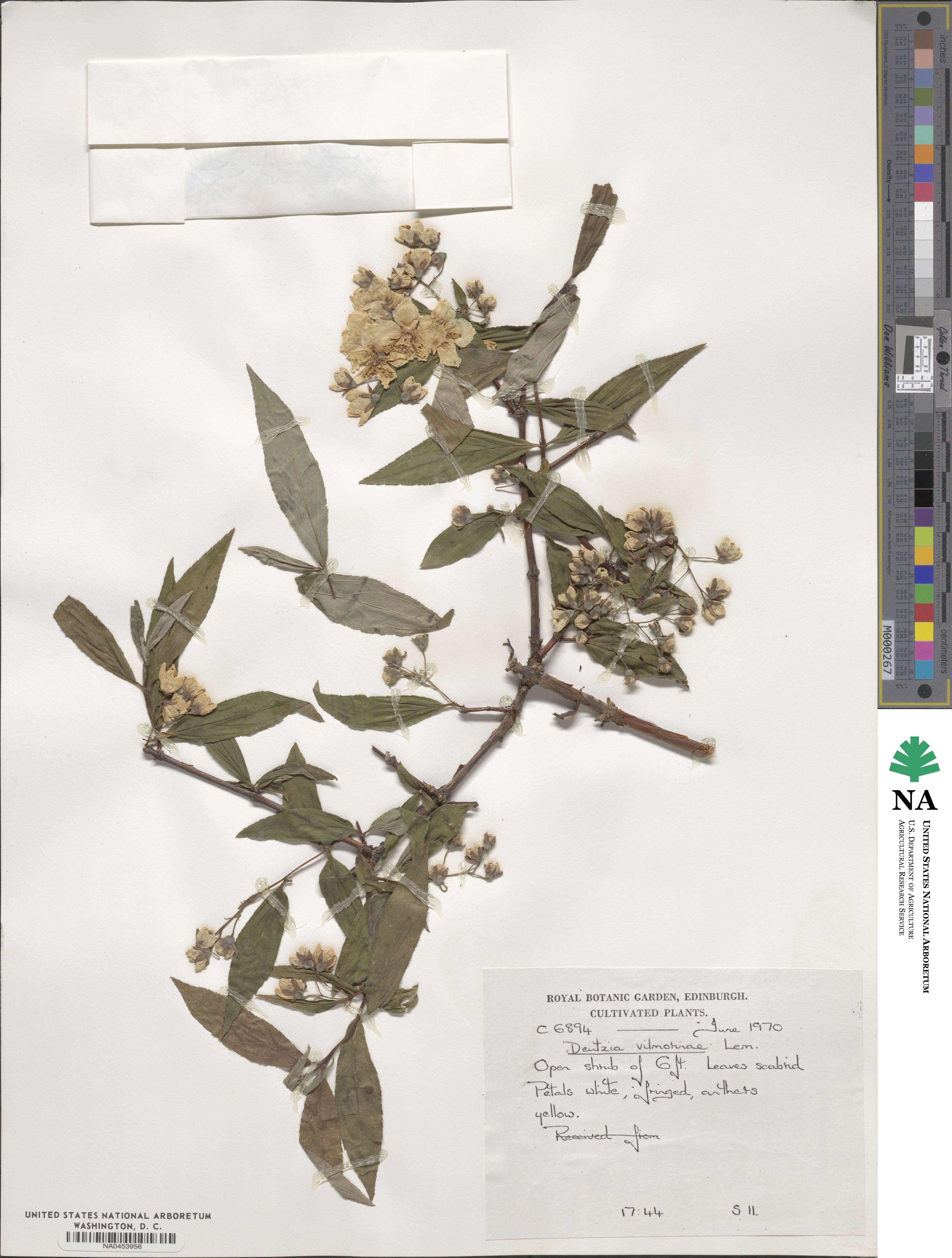 Deutzia discolor image