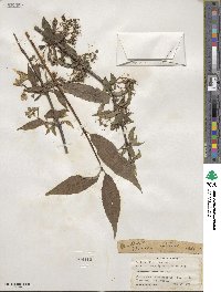 Deutzia discolor image