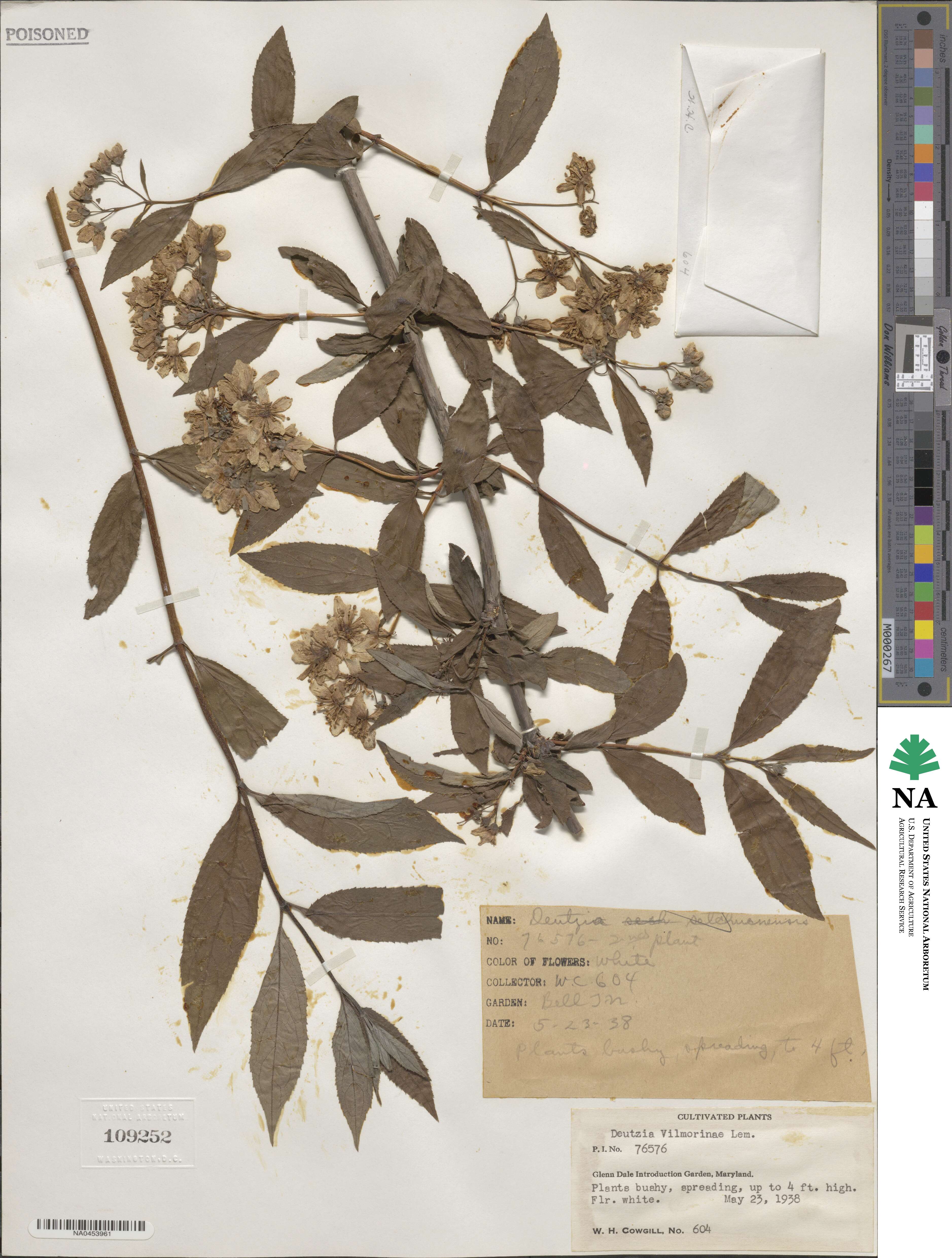 Deutzia discolor image