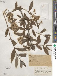 Deutzia discolor image