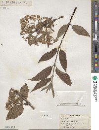 Deutzia wilsonii image