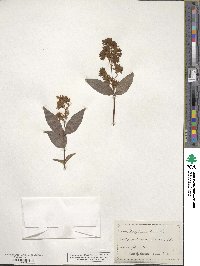 Deutzia scabra image