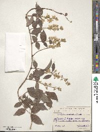 Deutzia scabra image