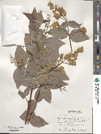 Deutzia scabra image